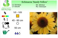 Echinacea Sandy Yellow