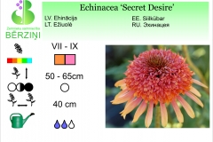 Echinacea Secret Desire