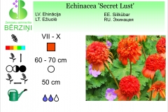 Echinacea Secret Lust