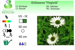 Echinacea Virgin®