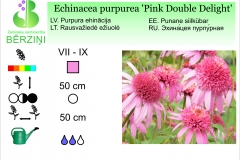 Echinacea purpurea Pink Double Delight