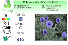 Echinops ritro Veitch's Blue