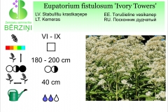 Eupatorium fistulosum Ivory Towers