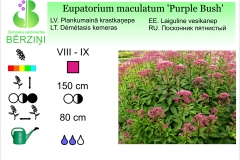 Eupatorium maculatum Purple Bush