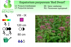 Eupatorium purpureum Red Dwarf