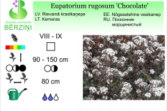 Eupatorium rugosum Chocolate