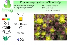 Euphorbia polychroma Bonfire®
