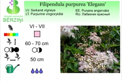 Filipendula purpurea Elegans