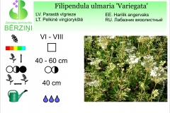 Filipendula ulmaria Variegata