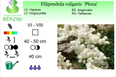 Filipendula vulgaris Plena