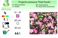 Fragaria ananasa Pink Panda