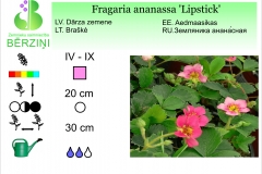 Fragaria ananassa Lipstick