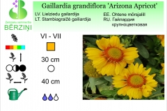 Gaillardia grandiflora Arizona Apricot