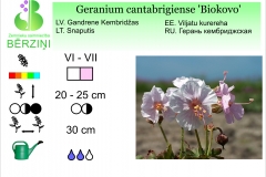 Geranium cantabrigiense Biokovo