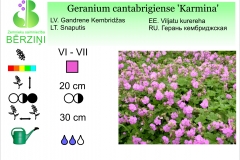 Geranium cantabrigiense Karmina