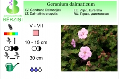 Geranium dalmaticum