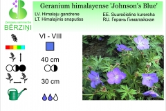 Geranium himalayense Johnson's Blue