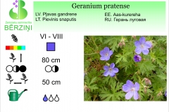 Geranium pratense