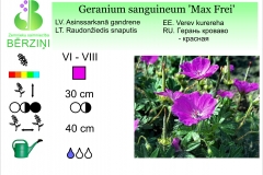Geranium sanguineum Max Frei