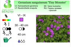 Geranium sanguineum Tiny Monster