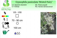 Gypsophila paniculata Bristol Fairy