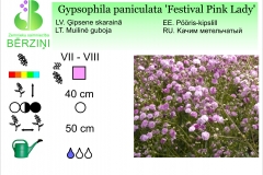 Gypsophila paniculata Festival Pink Lady