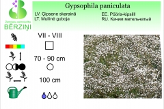 Gypsophila paniculata - b