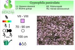 Gypsophila paniculata - r