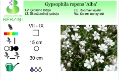Gypsophila repens Alba