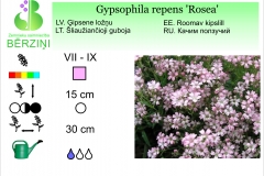 Gypsophila repens Rosea