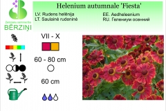 Helenium autumnale Fiesta