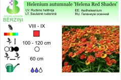 Helenium autumnale Helena Red Shades