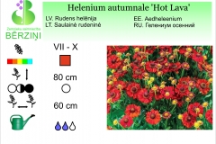 Helenium autumnale Hot Lava