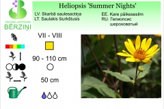 Heliopsis Summer Nights