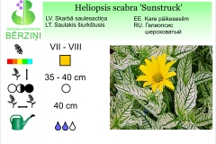 Heliopsis scabra Sunstruck