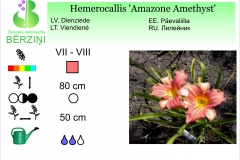 Hemerocallis Amazone Amethyst