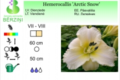 Hemerocallis Artic Snow