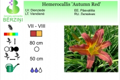 Hemerocallis Autumn Red