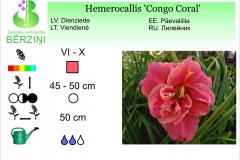 Hemerocallis Congo Coral