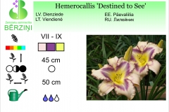 Hemerocallis Destined to See
