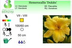 Hemerocallis Dukats