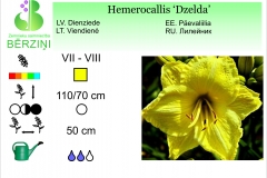 Hemerocallis Dzelda