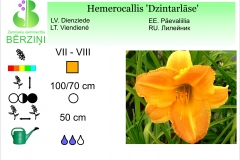 Hemerocallis Dzintarlase