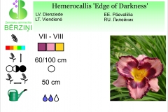 Hemerocallis Edge of Darkness