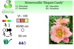 Hemerocallis Elegant Candy