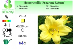 Hemerocallis Fragrant Return