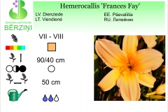 Hemerocallis Frances Fay