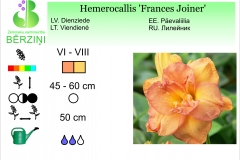 Hemerocallis Frances Joiner