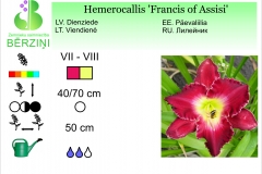 Hemerocallis Francis of Assisi
