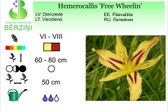 Hemerocallis Free Wheelin